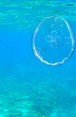 jellies are really cool!